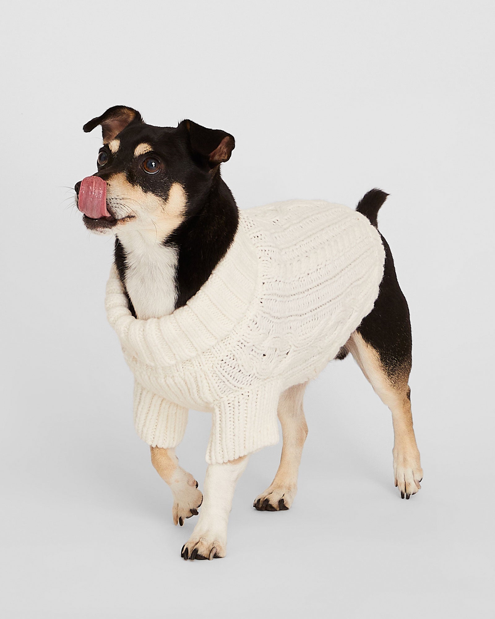 CLUB MONACO - Chandail pour chien en tricot - Ivoire
