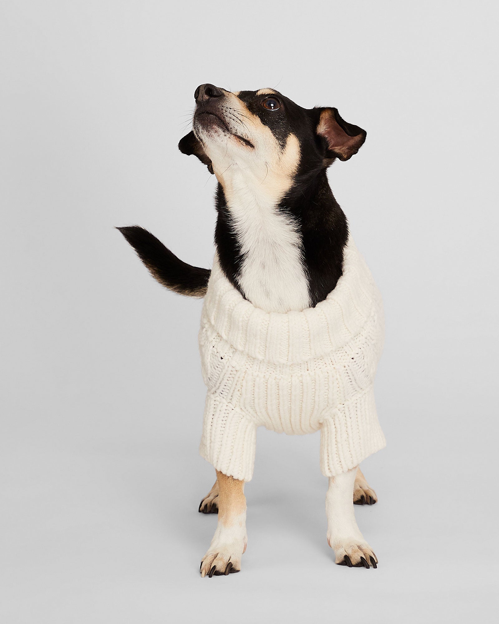 CLUB MONACO - Chandail pour chien en tricot - Ivoire